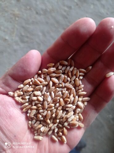 Дом и сад: Продается кормовая пшеница сорта Третикали на Иссыккуле