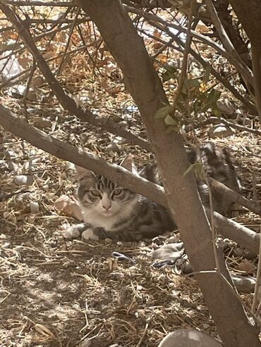 Отдам даром кошку: Кошка даром: Беспородная, 3 месяца, Мальчик, Метис, Проглистована — 2
