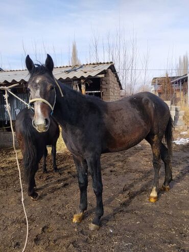 Лошади, кони: Продаю | Жеребенок | Полукровка | Для разведения | Племенные — 8