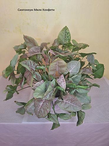 Другие комнатные растения: #Аллоказии/Сингонеумы/ Прочее-Домашние - Адаптированные!!! — 10