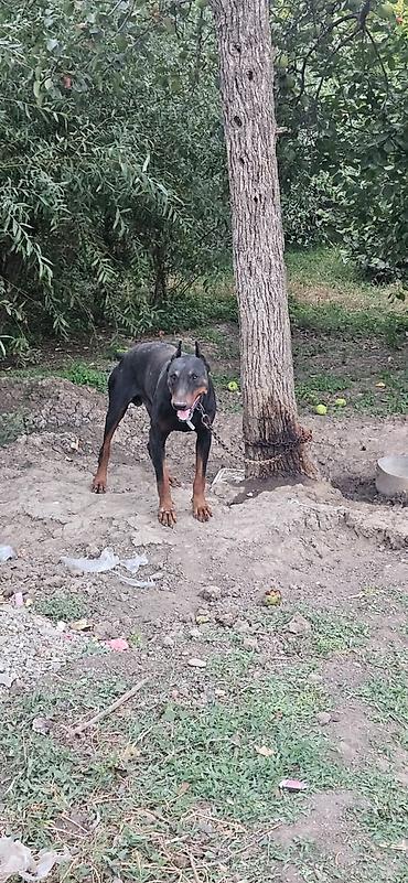 pudel satilir 2020: Doberman, Erkək — 1