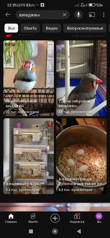 птицы и голуби: Куплю амаднинов за 1000с