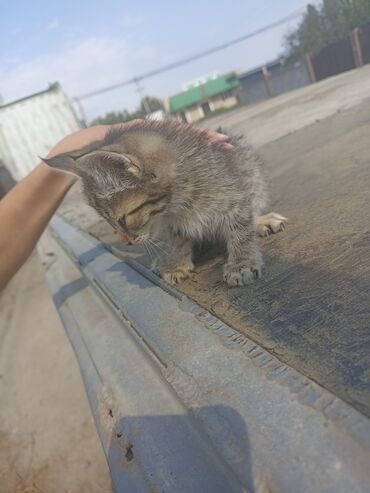 сколько стоит кошка породы мейн кун: Маленький полосатый котенок с серой шерстью и темными полосками. У