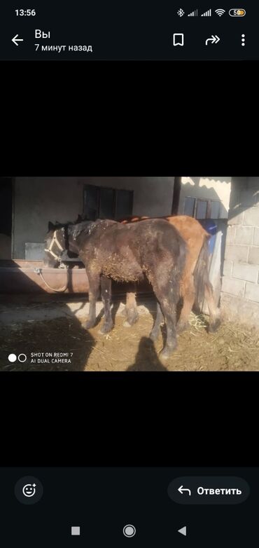 Лошади, кони: Продаю | Жеребенок | Рабочий — 3