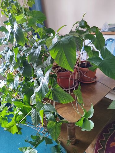 офисные растения: Другие комнатные растения