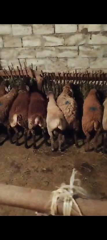 Salam aleykum. Əmlik Quzular var diri çəki 10 AZN. Diri çəkisi 40 kilo