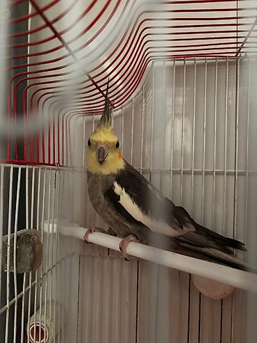 Tutuquşları: Hazır korella cütləri satılır cütü 60 manat hər iki cütü götürən olsa — 1