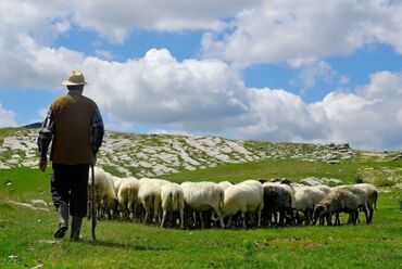 работа пастух: Требуется Скотник, Оплата Ежемесячно