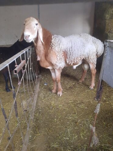 собака доберман сколько стоит: Сатам | Кочкор (эркек) | Көбөйтүү үчүн | Асыл тукумдуу