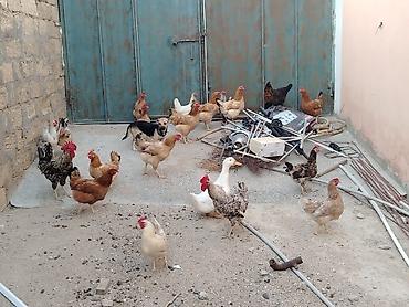 qus: Toyuqlar saglamdi masallah qəsəngdiler yumurtalayirlar — 2
