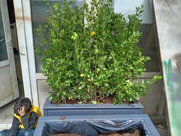 dekorativ otaq bitkiləri: Dipçəkin ölçüsü 100x30x60 Bitkinin hundurluyu 60-70sm olur Torfu və