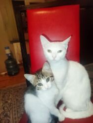 en cox sud veren inekler: В добрые руки