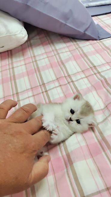британский короткошерстный кот: "плюшевые" котята от красивых родителей. Готовы к бронированию. Будут — 9