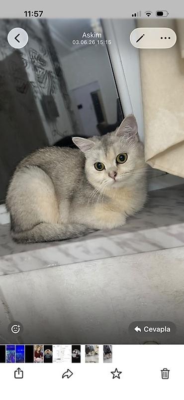 золотая шиншилла цена: Шиншилла, Самка, Бесплатная доставка — 1