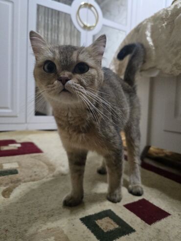 Продажа кошек: Британские короткошёрстные котята (окрас золотой/шоколадно-золотой
