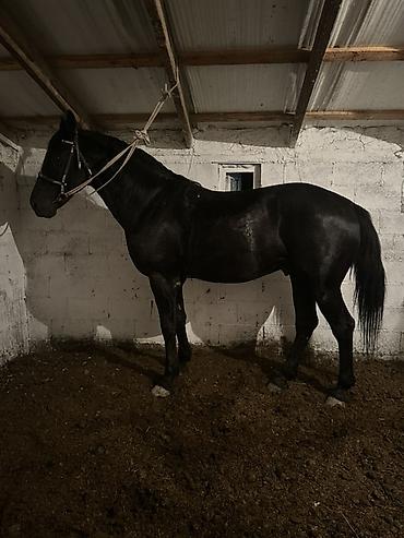 Лошади, кони: Продаю | Конь (самец) | Английская | Конный спорт — 6