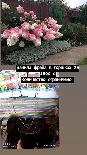 поставщики цветов бишкек: Колличество ограничено гортензия Ванила фрайз — 1