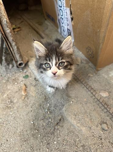Табылган жана жоголгон мышыктар: Эти котята ищут своего доброго человека! Обе девочки,знают — 8