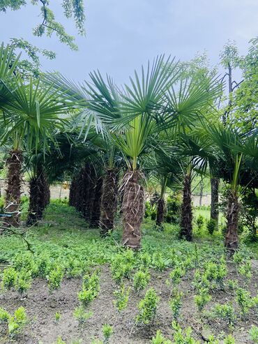 bezek bitkisi: Balakən rayonunda 35 ədəd palma aqacı satılır. Başqa rayonlara da