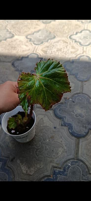 zolotoy us bitkisi: Otaq və balkon üçün saksı bitkiləri dəsti - Sansevieria (Qaynanadili) — 2