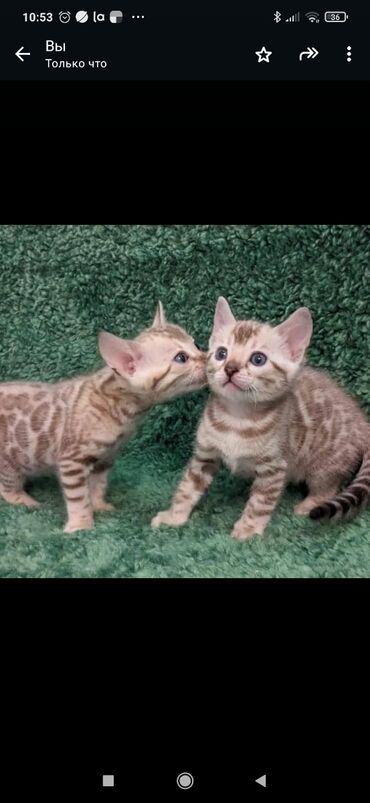 Продажа кошек: Друзья. !!!.в питомнике Бен Гла Мур. долгожданные новые детки — 4