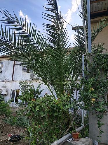 palma agaci satilir: Xurma (xurma palması) – dekorativ landşaft ağacı - Növ: Phoenix — 4