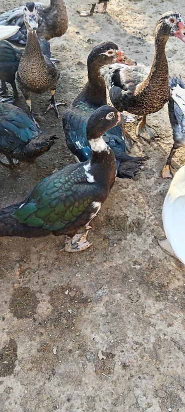 quş: Lal cins ördeylerdi her qiymete var 20 başlayır 60 qeder — 1