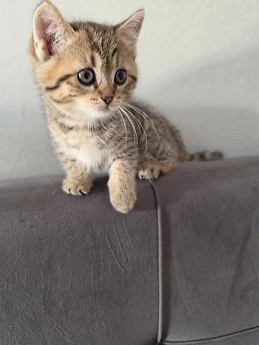 heyvan pişik: Tabbi — 4