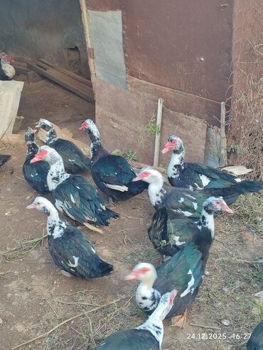 Ördəklər: Dişi, | Lal ördək, Ətlik — 1