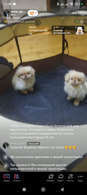 İtlər: Pekines, 3 ay, Erkek, Peyvəndli, Ünvandan götürmə