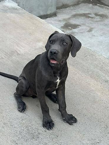 kangal itləri: Kane-Korso, 4 ay, Erkək — 3