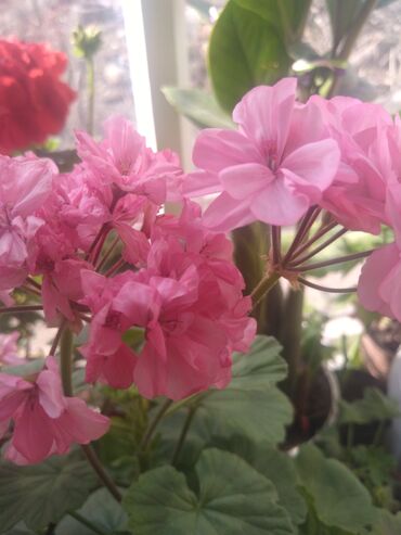 комнатные растения цветы: Продаю комнатные цветы. не прихотливые в уходе. цена за каждый 150