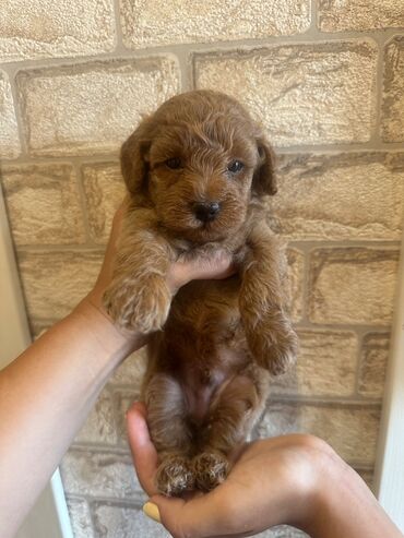 İtlər: Şekilleri götürmeyin - Cins: Toy Pudel (mini) - Rəng: qara, ve — 13