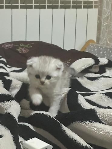 Pişiklər: Britan — 9