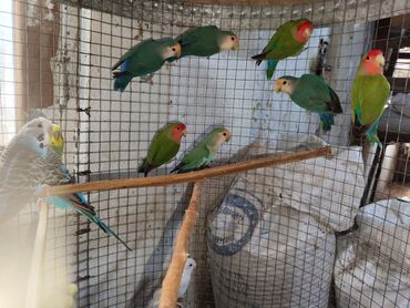 Tutuquşları: Fişer nerazlucnik ayrılmazlar maskvıy papuqayları bala verən cütlər — 7