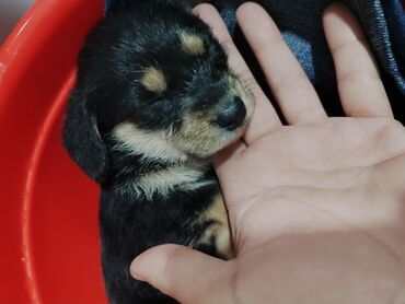 İtlər: Çixuahua, 1 ay, Dişi, Ünvandan götürmə