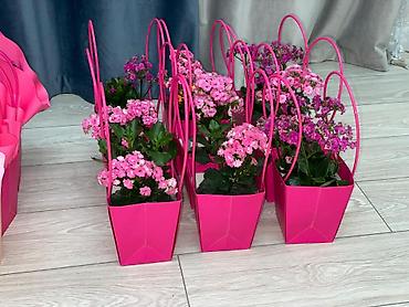 Каланхоэ: Каланхоэ в декоративном пакете‑кашпо “Specially” - Живые горшечные — 13