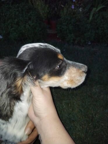 Psi: Na prodaju Štenad engleskog setera. Ovi predivni stenci su šampionskog — 4