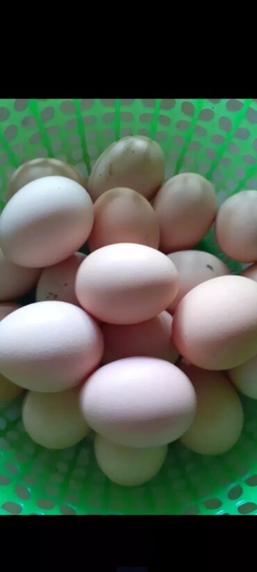 Молочные продукты и яйца: Куриное яйцо оптом с1 с0 с2