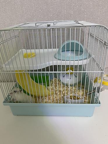 Другие животные: 30azn satılır Hamster qəfəs,qum, yemi hamısı bir yerdə — 5