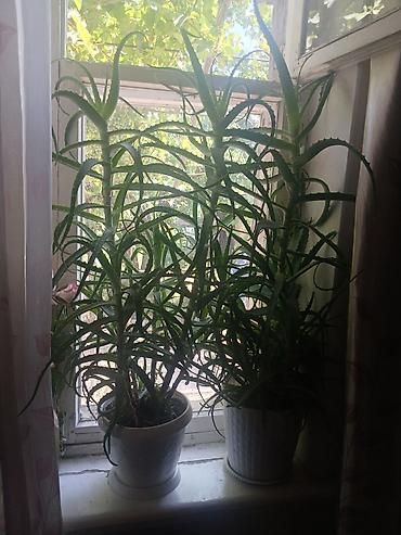 уй емерек: Алоэ (Aloe arborescens) в горшках - Два крупных комнатных суккулента — 3