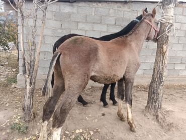 продам собаку объявление sobaka: Сатам | Байтал | Көбөйтүү үчүн | Асыл тукумдуу lalafo.kg да продам собаку объявление sobaka: Сатам | Байтал | Көбөйтүү үчүн | Асыл тукумдуу