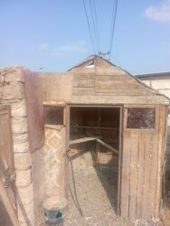 шпиц цена в баку: Boyuy qusxanadi