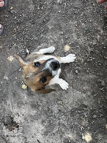 Отдам щенят. 2 мальчика 1 девочка
