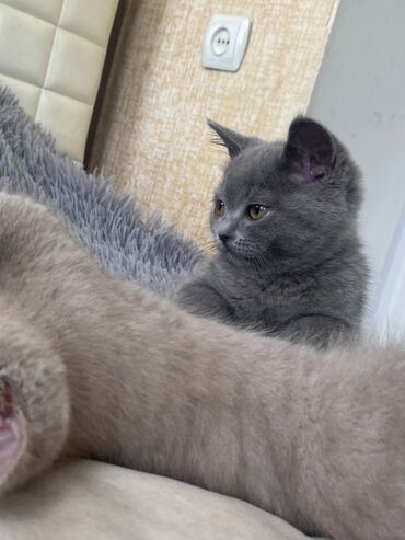 персидский кот: Британские Котята