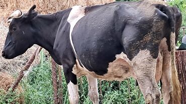 Akvarium aksessuar və ləvazimatları: Dişi, Simental, il: 4, 550 kq, Damazlıq, Südlük