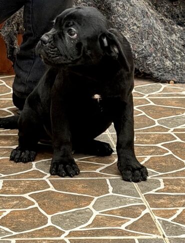 İtlər: Kane-Korso — 8