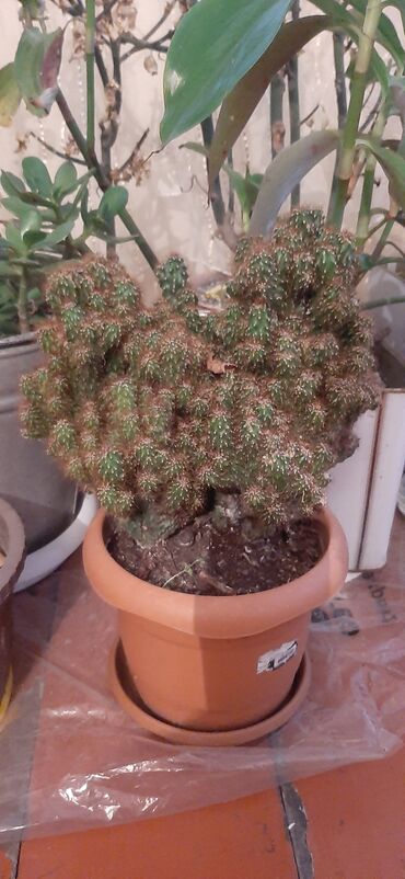 Otaq bitkiləri: Hazir qabda ekilmiş, boyuk ölcude kaktus bitkisi, sağlam ev şeraitin — 5