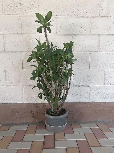 Комнатное растение — молочай миля (Euphorbia milii), крупный куст в