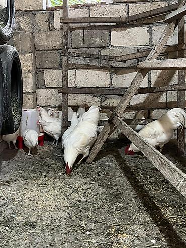qara toyuq quşu: Salam ag avstralorp cuceleri satilir qiymet gunluyune gore — 8
